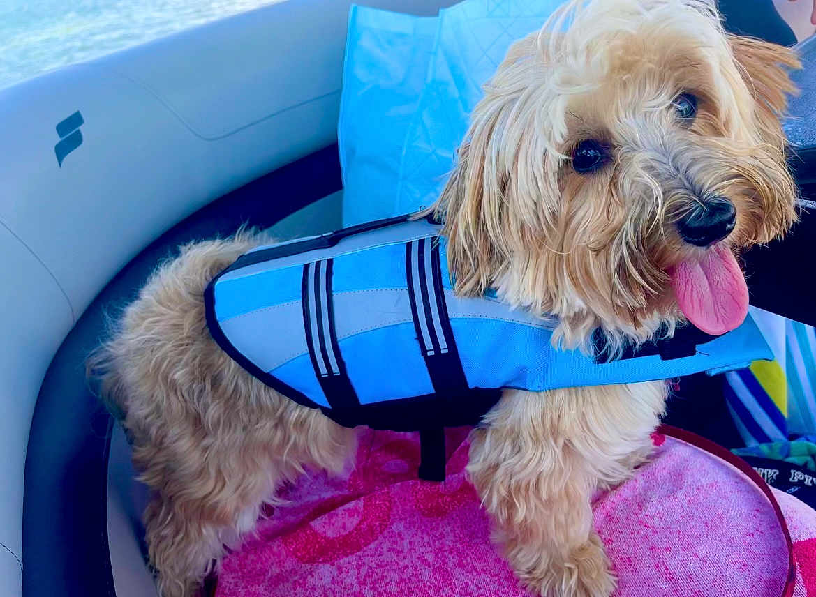 Louie is registered to the contest to win money with this photo: animal, boat, canine, canoe, clothing, coat, couch, dog, furniture, jacket, kayak, lifejacket, pet, puppy, rowboat, swimwear, terrier, transportation, vehicle, vest