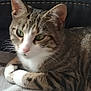 cat, tabby, green_eyes, close_up, pet, animal, feline, whiskers, ears, paws, fur, striped, relaxed, indoor, resting, cute, mammal, domestic_animal, laying, soft_surface