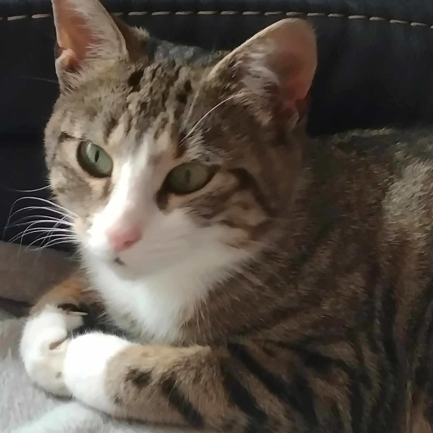 Caline a rejoint le concours — aidez-le/la à gagner de superbes lots ! animal, cat, close_up, cute, domestic_animal, ears, feline, fur, green_eyes, indoor, laying, mammal, paws, pet, relaxed, resting, soft_surface, striped, tabby, whiskers