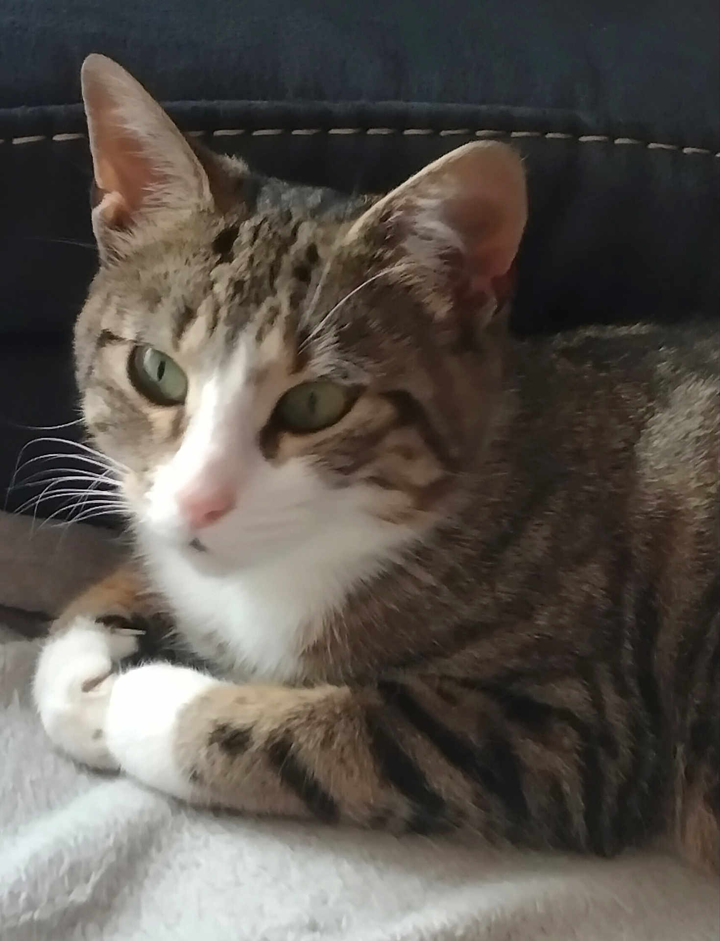 Caline a rejoint le concours — aidez-le/la à gagner de superbes lots ! cat, tabby, green_eyes, close_up, pet, animal, feline, whiskers, ears, paws, fur, striped, relaxed, indoor, resting, cute, mammal, domestic_animal, laying, soft_surface
