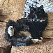 Lui is registered to the contest to win money with this photo: animal, black_and_white, blanket, cat, couch, cozy, domestic_cat, fluffy, fur, furniture, home, indoor, lounging, pet, pillows, relaxed, resting, striped, tail, whiskers