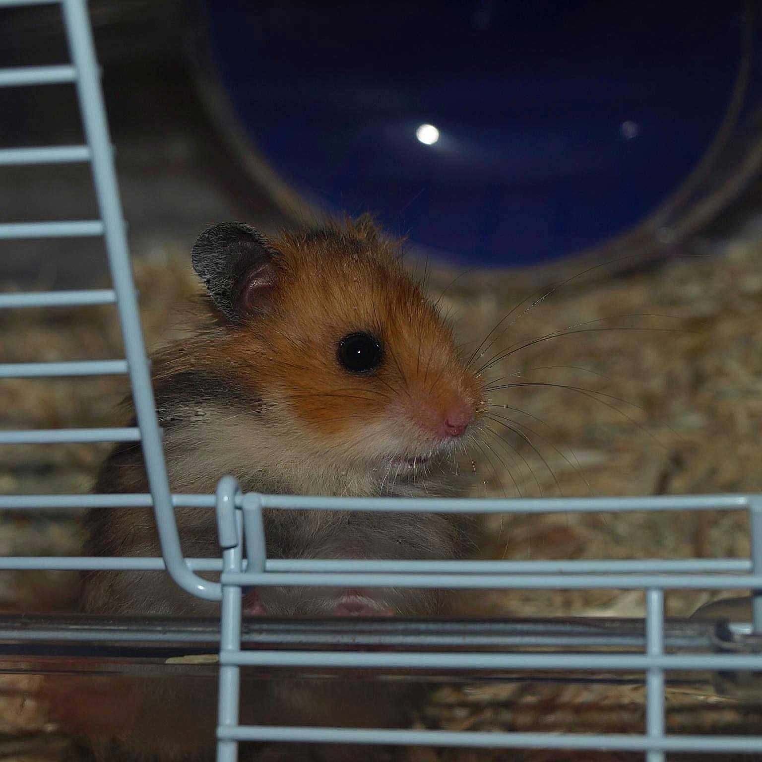 Pika