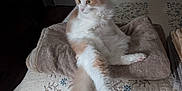 Tigger is registered to the contest to win money with this photo: animal, bed, blanket, cat, comfort, cozy, cute, domestic, fluffy, fur, furniture, home, indoor, pet, quilt, relaxed, resting, soft, tail, whiskers