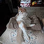 animal, bed, blanket, cat, comfort, cozy, cute, domestic, fluffy, fur, furniture, home, indoor, pet, quilt, relaxed, resting, soft, tail, whiskers
