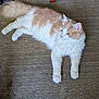 Tigger joined the competition — help win amazing prizes! animal, carpet, cat, cream_color, curious, domestic_animal, ears, feline, floor, fluffy, household, indoor, looking_away, lying_down, paws, pet, relaxed, tail, whiskers, white_color