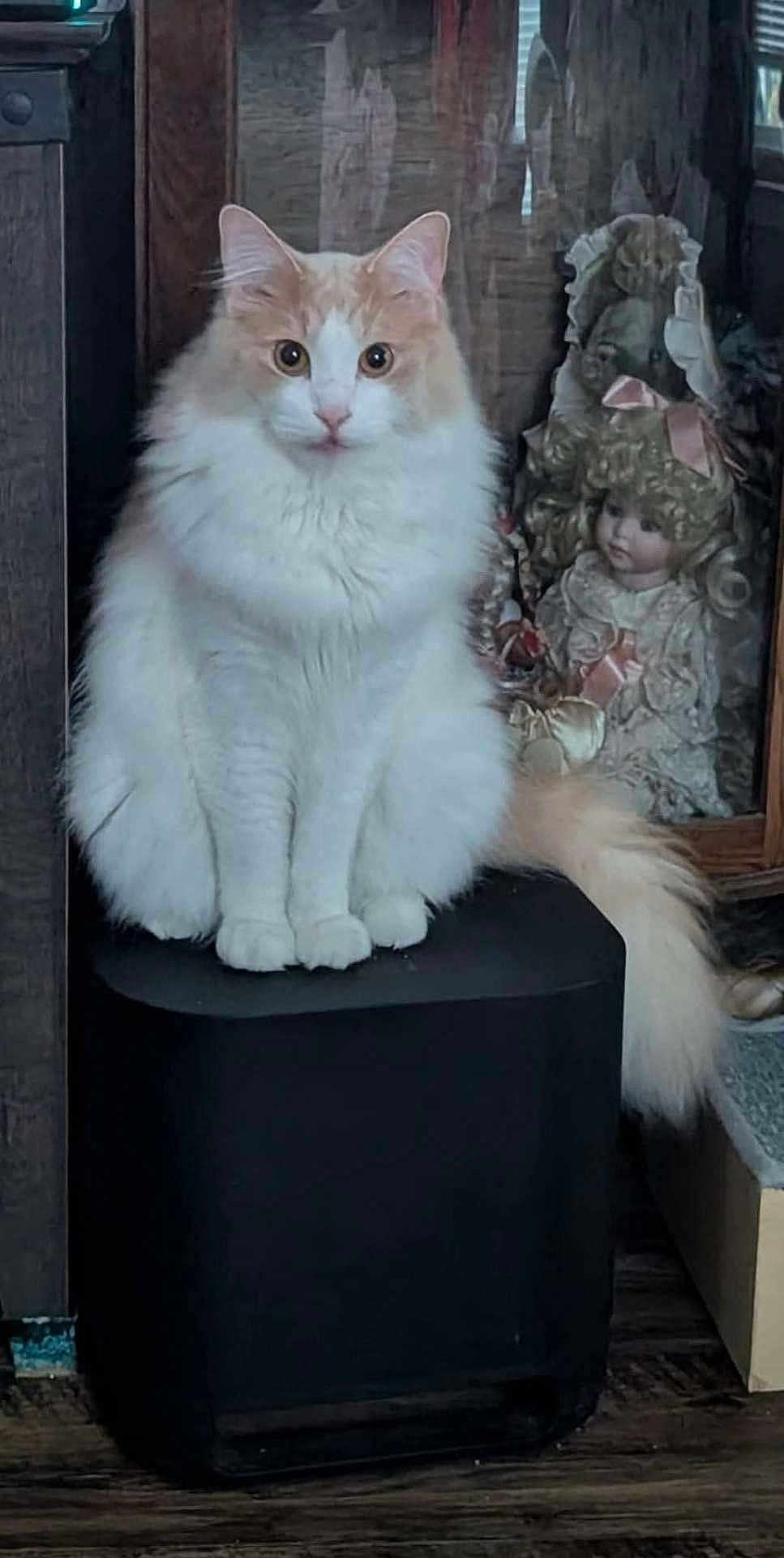 Tigger is registered to the contest to win money with this photo: animal, antique, cat, close_up, curly_hair, decor, feline, fluffy_cat, indoor, looking_at_camera, orange_and_white, pet, pink_bow, porcelain_doll, quiet, sitting, stool, vintage_doll, wood_floor, wooden_cabinet
