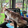 Tigger is registered to the contest to win money with this photo: animal, cat, curious, cushion, domestic_cat, fluffy, furniture, greenery, home, indoor, nature, orange_and_white, pet, plant, relaxed, screened_porch, striped, two_cats, wicker_chair, window