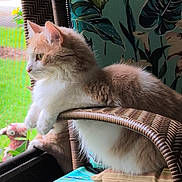 Tigger joined the competition — help win amazing prizes! animal, cat, cushion, decor, feline, fluffy, greenery, home, indoor, looking_out, nature, orange_and_white, paws, pet, relaxed, screen, seated, side_view, wicker_chair, window