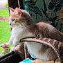 animal, cat, cushion, decor, feline, fluffy, greenery, home, indoor, looking_out, nature, orange_and_white, paws, pet, relaxed, screen, seated, side_view, wicker_chair, window