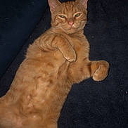 Mittens is registered to the contest to win money with this photo: cat, ginger_cat, orange_tabby, feline, pet, animal, lying_down, lounging, belly_up, folded_paws, relaxed, sleepy, green_eyes, whiskers, ears, tail, fur, indoor, blanket, portrait
