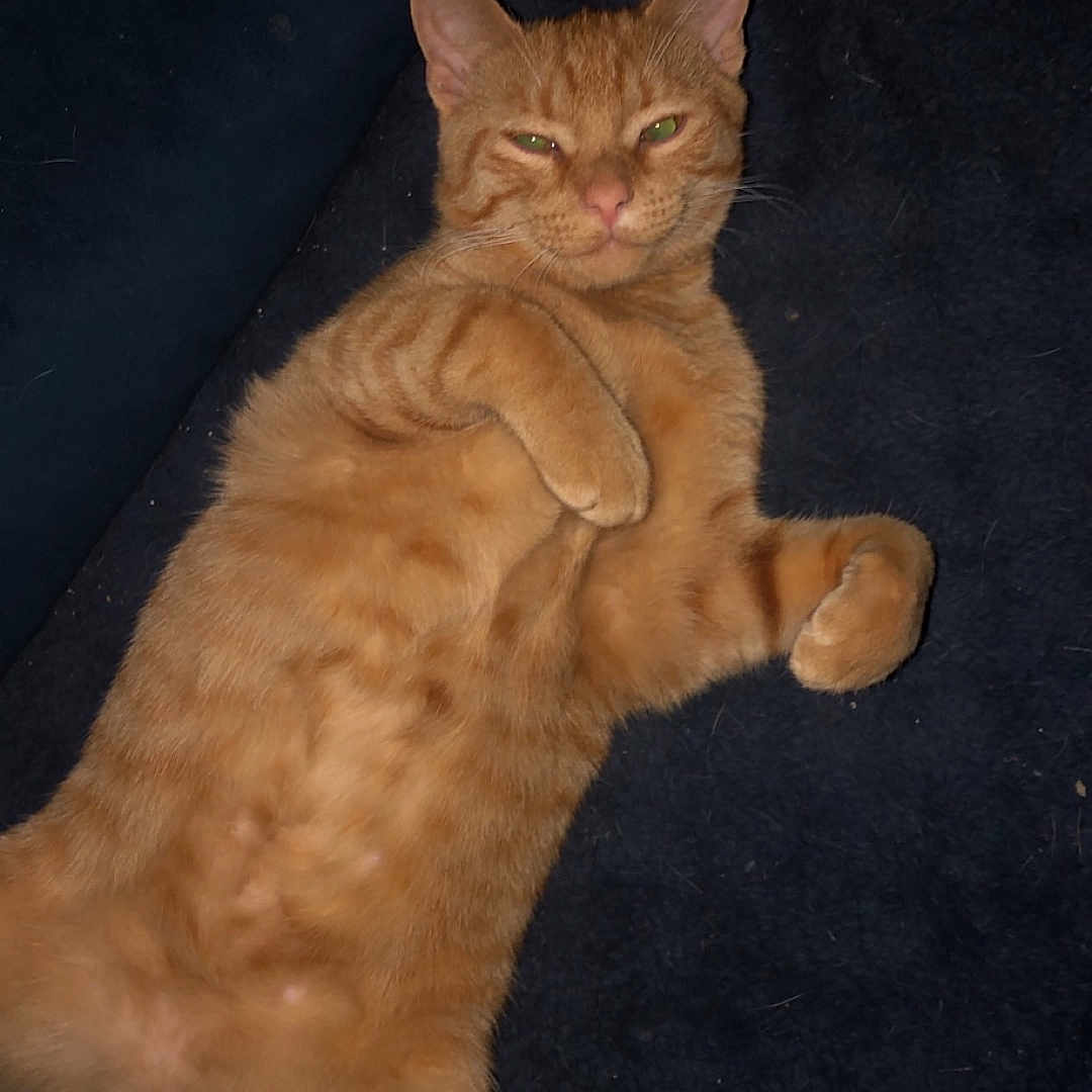 Mittens is registered to the contest to win money with this photo: cat, ginger_cat, orange_tabby, feline, pet, animal, lying_down, lounging, belly_up, folded_paws, relaxed, sleepy, green_eyes, whiskers, ears, tail, fur, indoor, blanket, portrait