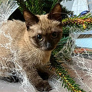 Neptune participe au concours pour gagner de l'argent avec cette photo : cat, kitten, siamese, fur, whiskers, pine_branch, greenery, indoor, curious, tangled, web_like_threads, close_up, animal, pet, floor, playful, young, eyes, nature, soft