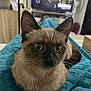 Neptune a rejoint le concours — aidez-le/la à gagner de superbes lots ! cat, siamese, pet, animal, feline, indoor, blue_towel, closeup, fur, whiskers, ears, eyes, living_room, television, furniture, cozy, relaxing, domestic, cute, alert