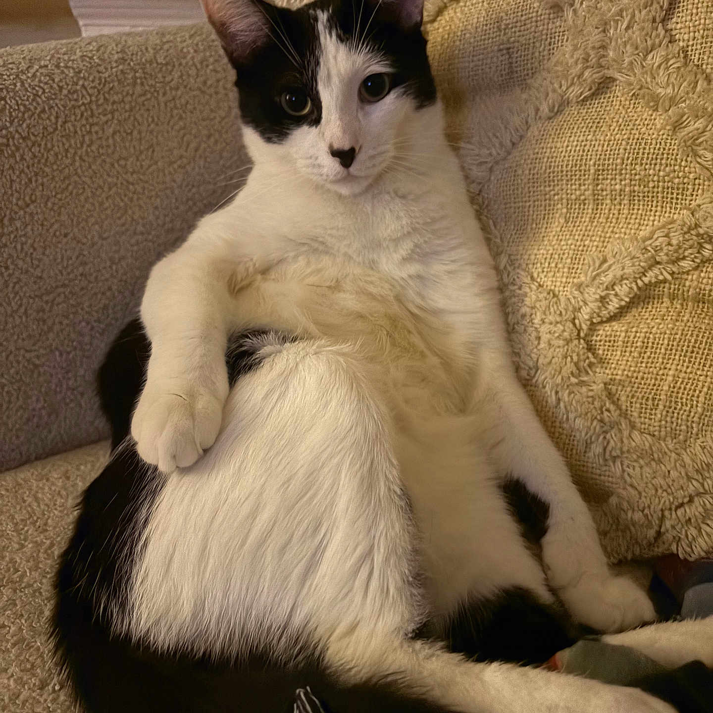 Oreoo joined the competition — help win amazing prizes! cat, black_and_white, pet, indoor, couch, pillow, relaxed, feline, animal, cozy, fur, whiskers, paw, resting, cute, sitting, home, domestic, comfort, texture