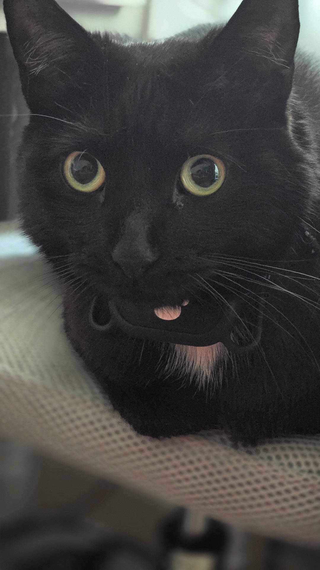 Nero joined the competition — help win amazing prizes! animal, blackcat, cat, kitten, manx, pet