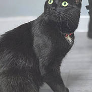 Nero joined the competition — help win amazing prizes! alert, animal, black_cat, cat, close_up, collar, curious, domestic_cat, feline, floor, fur, green_eyes, house_pet, indoor, looking_away, mammal, pet, portrait, sitting, whiskers