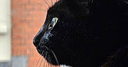 Nero joined the competition — help win amazing prizes! animal, blackcat, cat, manx, pet