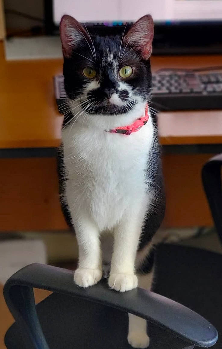 Cookie is registered to the contest to win money with this photo: carnivore, cat, cat_furniture, chair, domestic_short_haired_cat, felidae, flooring, fur, paw, sitting, small_to_medium_sized_cats, snout, tail, whiskers