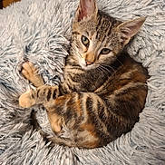 Beetle participe au concours pour gagner de l'argent avec cette photo : kitten, tabby, cat, pet, animal, fur, cute, fluffy, blanket, cozy, sleeping, resting, indoor, young, whiskers, ears, paw, curious, small, domestic