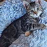 Beetle participe au concours pour gagner de l'argent avec cette photo : kitten, cat, tabby, fluffy, cushion, blue, pet, animal, cute, feline, indoor, resting, young, whiskers, ears, soft, cozy, fur, small, alert
