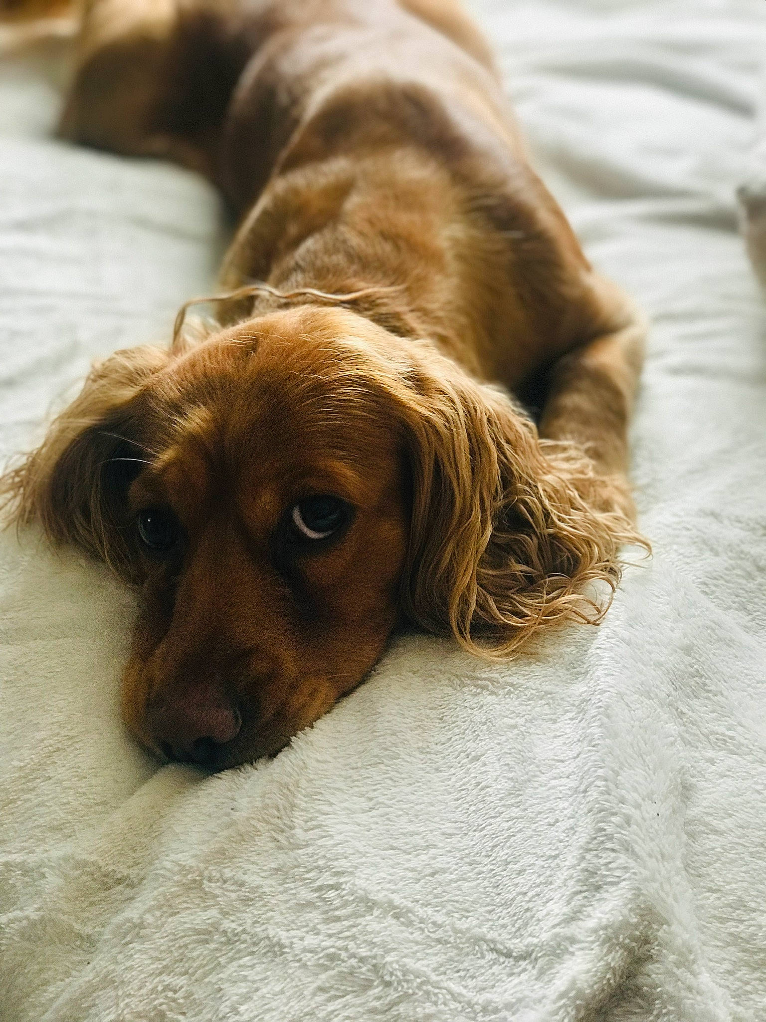 Melo joined the competition — help win amazing prizes! canidae, carnivore, comfort, companion_dog, dog, dog_breed, fawn, flooring, fur, gun_dog, hardwood, linens, liver, snout, sporting_group, terrestrial_animal, whiskers, wood, working_animal, wrinkle