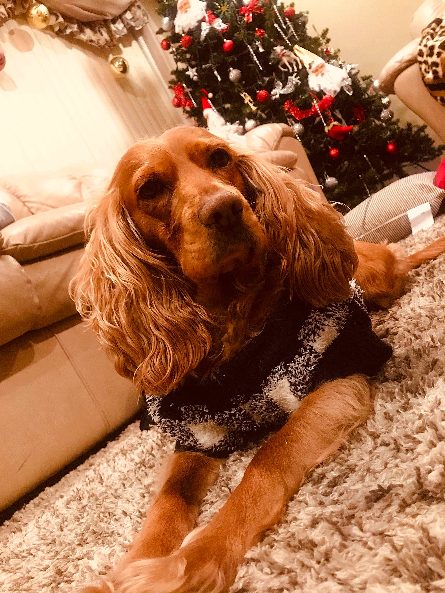 Melo joined the competition — help win amazing prizes! carnivore, christmas, christmas_decoration, christmas_ornament, christmas_tree, companion_dog, dog, dog_breed, dog_supply, event, fawn, fur, holiday, holiday_ornament, liver, ornament, plant, snout, spaniel, tree