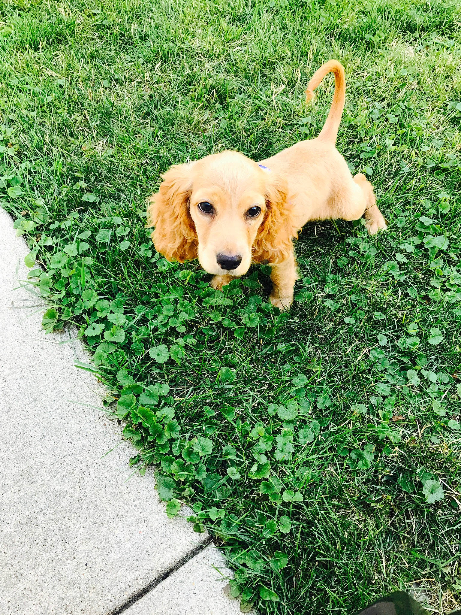 Melo joined the competition — help win amazing prizes! canidae, carnivore, companion_dog, dog, dog_breed, fawn, garden, grass, groundcover, lawn, people_in_nature, plant, retriever, road_surface, shrub, sidewalk, sporting_group, tail, tree, working_animal