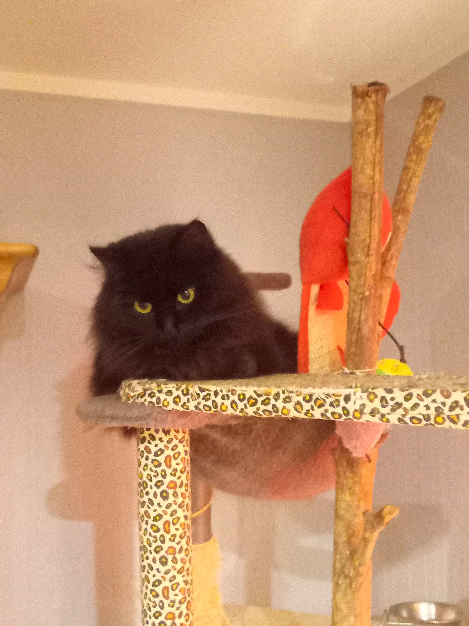 Chapynou a rejoint le concours — aidez-le/la à gagner de superbes lots ! art, black_cat, bombay, carnivore, cat, cat_supply, chair, domestic_short_haired_cat, felidae, fur, pet_supply, plant, room, small_to_medium_sized_cats, tail, twig, whiskers, wood