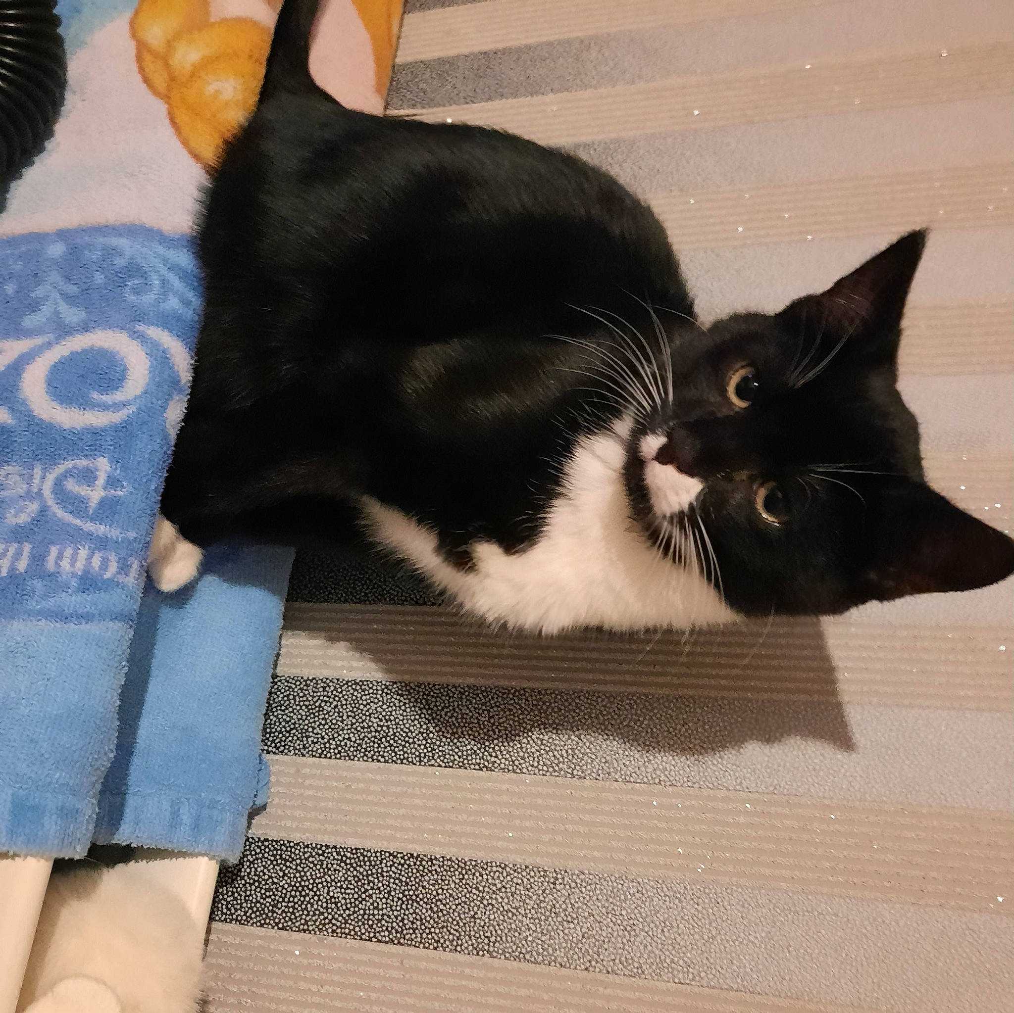 Jerry is registered to the contest to win money with this photo: black_cat, carnivore, cat, comfort, domestic_short_haired_cat, eye, felidae, flooring, foot, fur, grey, lap, paw, sitting, small_to_medium_sized_cats, snout, square, tail, whiskers, wood