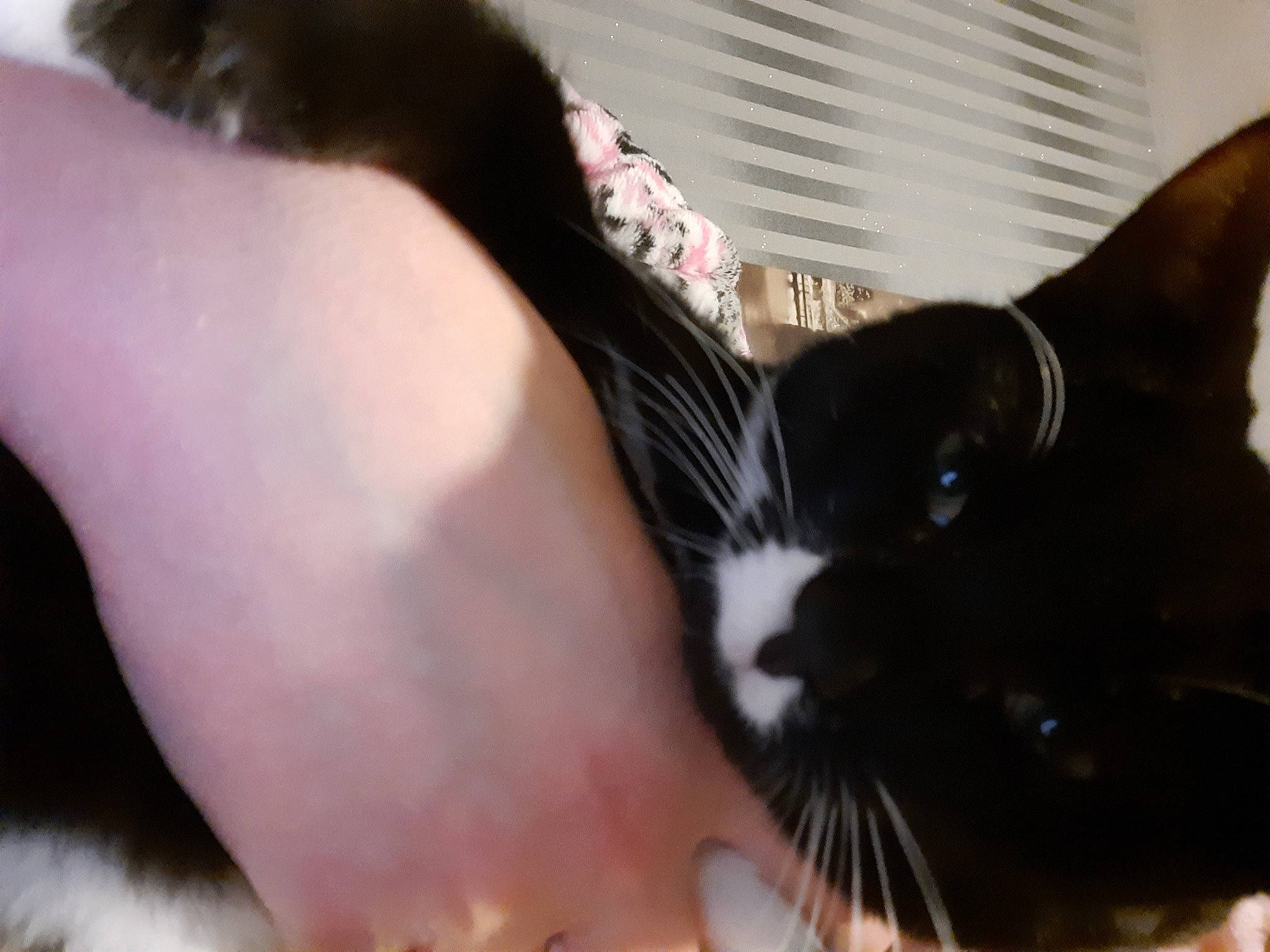 Jerry is registered to the contest to win money with this photo: arm, black_hair, carnivore, cat, comfort, ear, eyelash, felidae, finger, foot, gesture, human_body, leg, nail, nose, small_to_medium_sized_cats, snout, tail, thigh, whiskers