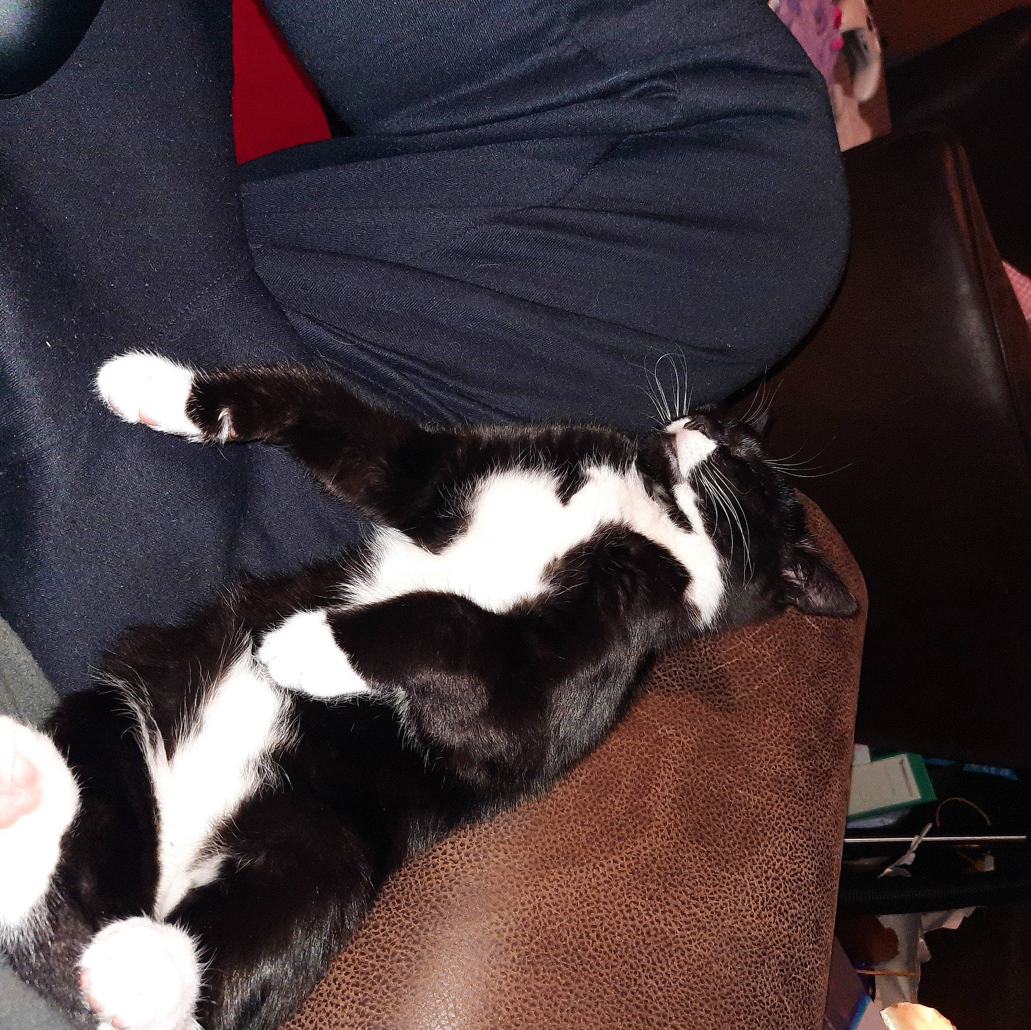 Jerry joined the competition — help win amazing prizes! auto_part, bag, canidae, car_seat, carnivore, cat, comfort, companion_dog, dog_breed, domestic_short_haired_cat, felidae, fur, human_leg, knee, lap, small_to_medium_sized_cats, sporting_group, tail, thigh, whiskers