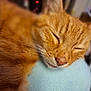 Tom is registered to the contest to win money with this photo: animal, cat, close_up, cozy, cushion, cute, domestic_cat, eyes_closed, feline, fur, ginger_cat, indoor, mammal, nose, pet, relaxed, resting, sleeping, soft, whiskers