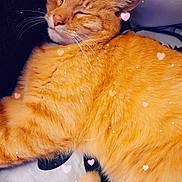 Tom is registered to the contest to win money with this photo: blanket, cat, closeup, cozy, cute, domestic_animal, feline, fur, heart_overlay, indoor, nap, orange_cat, pet, relaxation, resting, sleeping, soft_lighting, sparkles, tail, whiskers