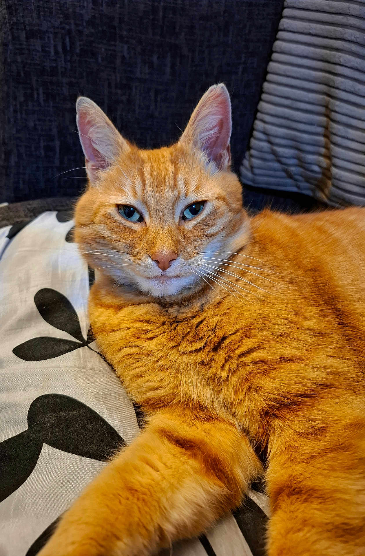 Tom is registered to the contest to win money with this photo: animal, cat, close_up, couch, cute, domestic_cat, ears, feline, fur, indoor, orange_tabby, pattern, pet, pillow, portrait, relaxed, resting, sleepy, striped_cushion, whiskers