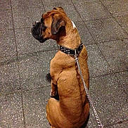 Kelis joined the competition — help win amazing prizes! animal, brown_dog, canine, chain_leash, collar, companion, dog, domestic_animal, leash, mammal, obedient, outdoor, pavement, pet, pet_accessory, short_fur, side_view, sitting, tile_floor, walking