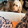 Lola joined the competition — help win amazing prizes! animal, blanket, brown_dog, cables, carpet, closeup, cozy, curious, dog, domestic, floor, fur, furniture, indoor, leggings, leopard_print, looking, pet, resting, shredder
