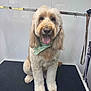 Lola is registered to the contest to win money with this photo: animal, bandana, canine, cute, dog, fluffy, friendly, fur, grooming, happy, indoor, leash, metal_bar, pet, smiling, studio, table, tongue_out, well_groomed, white_background
