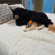 Lola is registered to the contest to win money with this photo: bed, bedroom, black_blanket, blanket, colorful_toy, comfort, cozy, curtains, dog, fur, indoor, nose, pet, pillow, relaxation, resting, toy, white_bedspread, window, wood