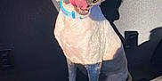 Lola joined the competition — help win amazing prizes! animal, bright, car_interior, closeup, collar, cute, dog, fur, groomed, hair_bows, inside_vehicle, mammal, person_partial, pet, playful, shadow, sitting, striped_clothing, sunlight, tongue_out