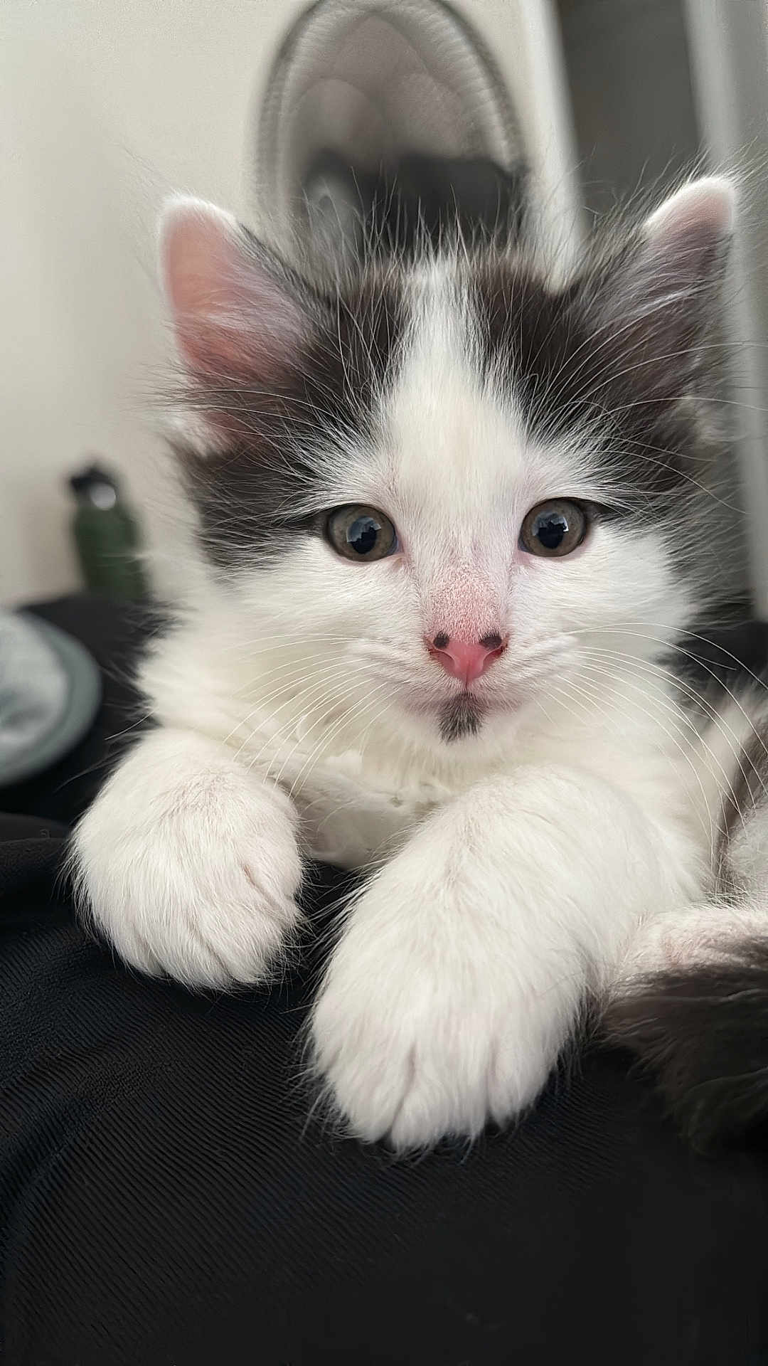 Oskar is registered to the contest to win money with this photo: kitten, cat, black_and_white, fur, whiskers, paws, pink_nose, close_up, pet, animal, cute, fluffy, young, indoor, resting, curious, soft, cozy, portrait, feline