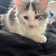 Strawberry is registered to the contest to win money with this photo: kitten, cat, white, gray, fluffy, fur, animal, pet, cute, young, whiskers, ears, paw, closeup, indoor, soft, texture, blanket, relaxed, cozy