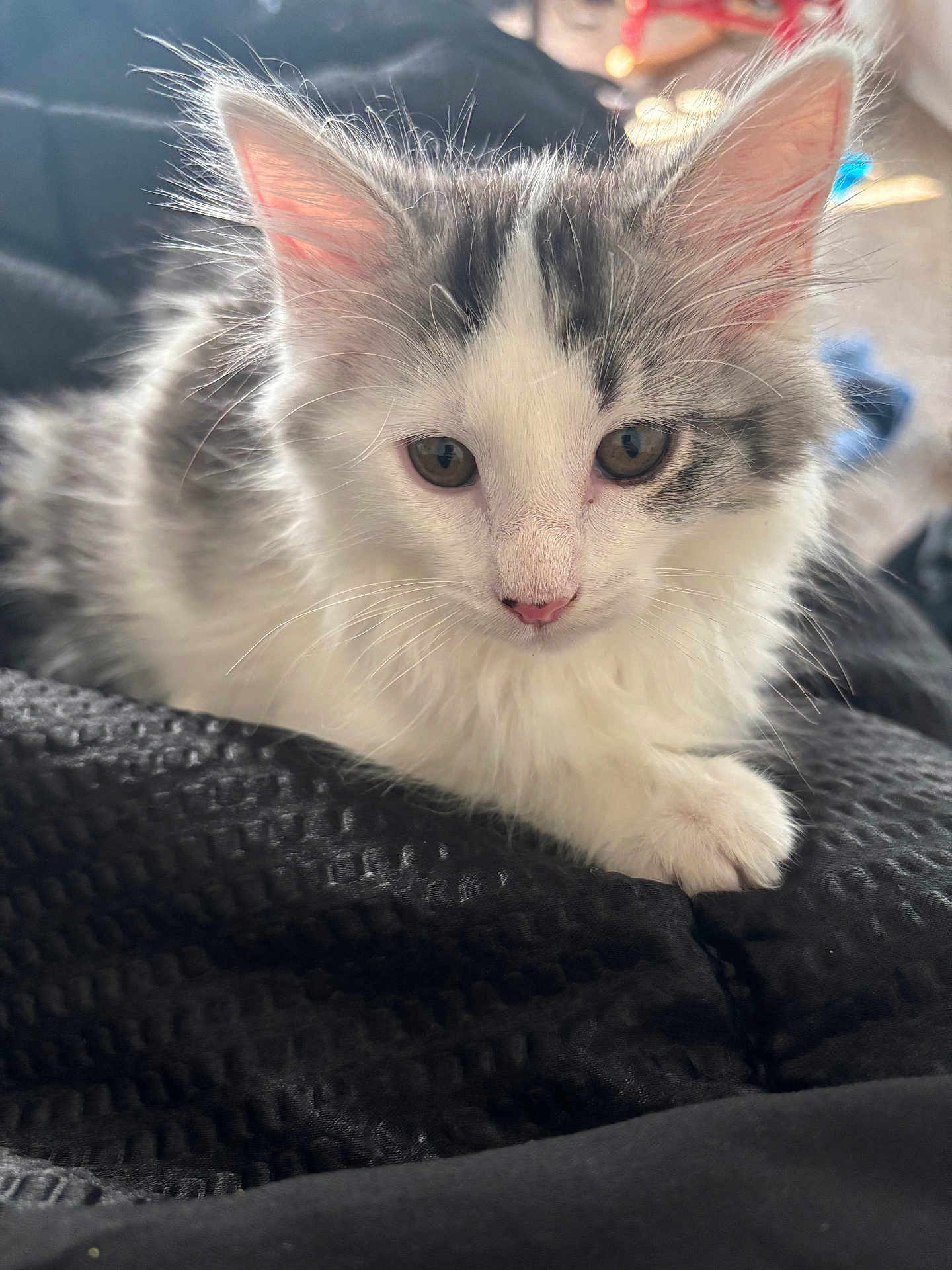 Strawberry is registered to the contest to win money with this photo: kitten, cat, white, gray, fluffy, fur, animal, pet, cute, young, whiskers, ears, paw, closeup, indoor, soft, texture, blanket, relaxed, cozy