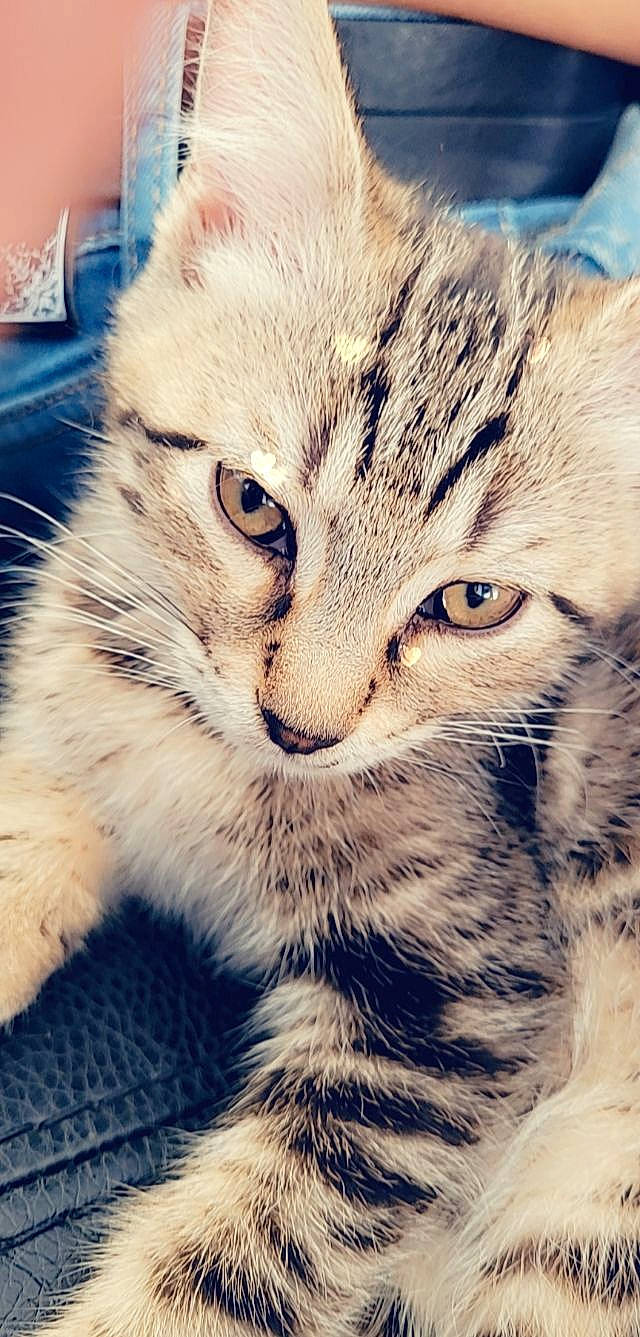 Simba a rejoint le concours — aidez-le/la à gagner de superbes lots ! carnivore, cat, close_up, computer_accessory, domestic_short_haired_cat, felidae, fur, mammal, paw, small_to_medium_sized_cats, snout, tail, terrestrial_animal, vertebrate, whiskers, window