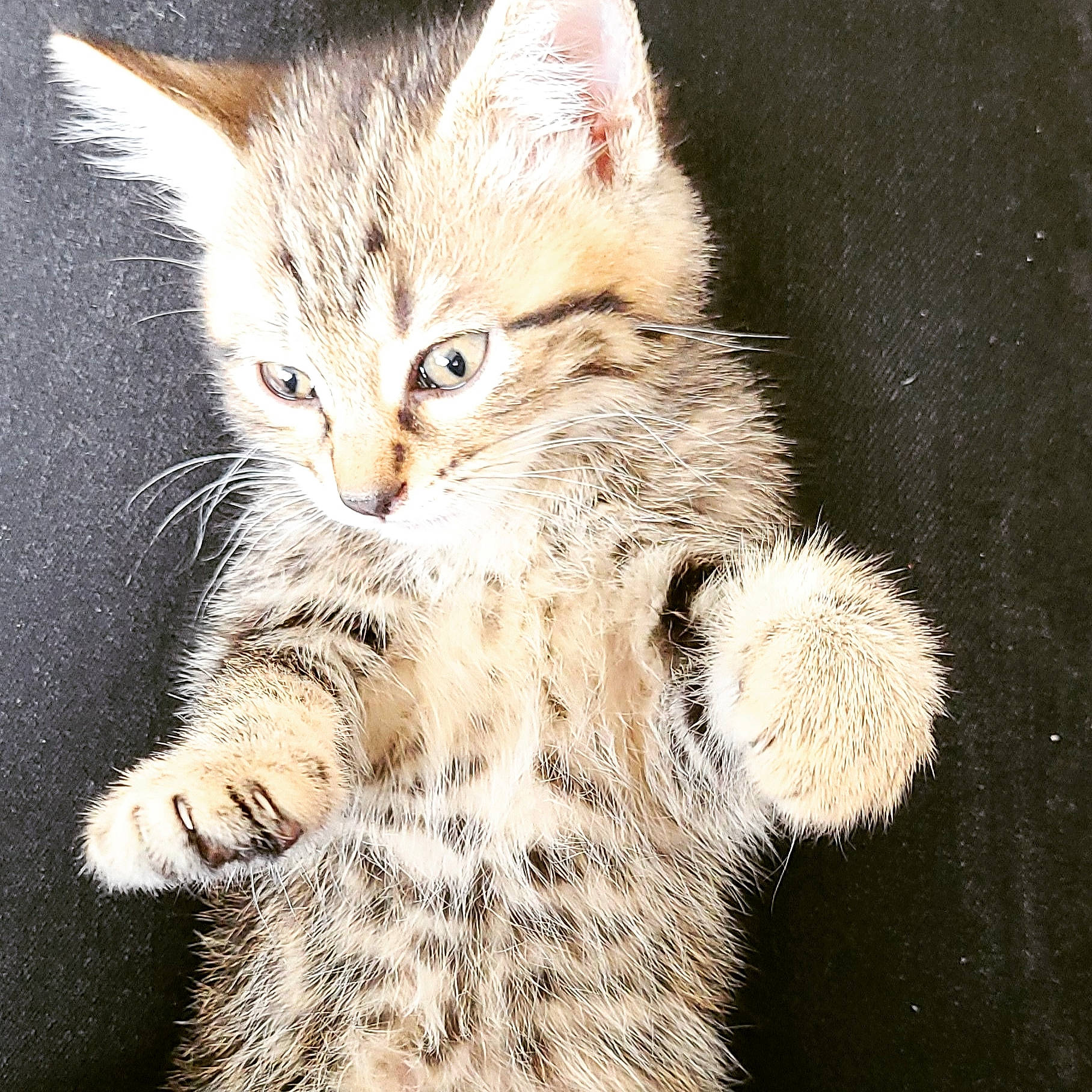 Simba a rejoint le concours — aidez-le/la à gagner de superbes lots ! carnivore, cat, claw, domestic_short_haired_cat, fawn, felidae, foot, fur, paw, photo_caption, small_to_medium_sized_cats, snout, tail, terrestrial_animal, whiskers, wildlife