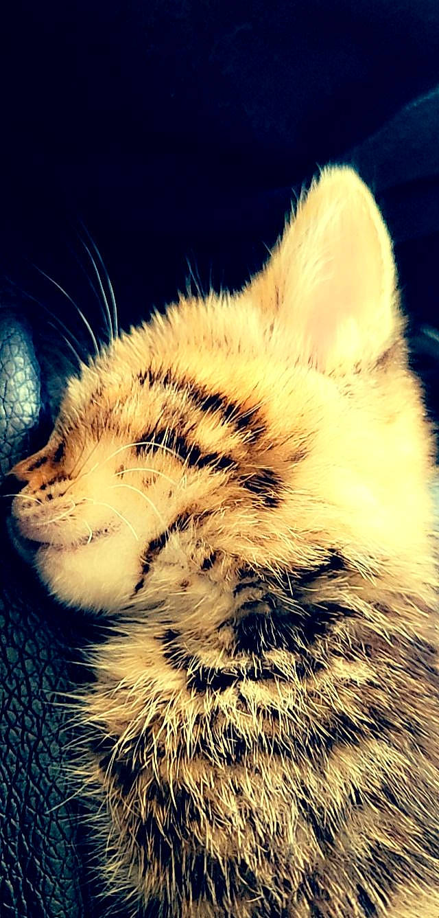 Simba a rejoint le concours — aidez-le/la à gagner de superbes lots ! carnivore, cat, cloud, cumulus, domestic_short_haired_cat, eye, fawn, felidae, fur, head, meteorological_phenomenon, nose, paw, sky, small_to_medium_sized_cats, snout, tail, terrestrial_animal, whiskers, wildlife