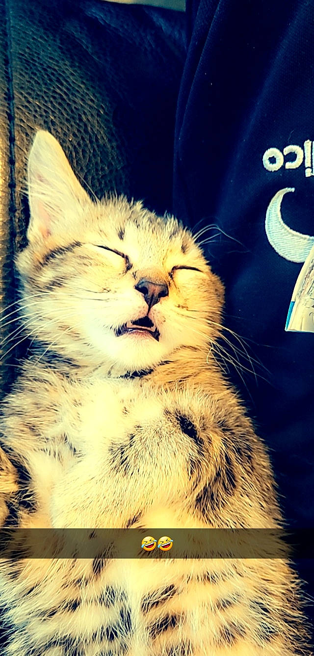 Simba participe au concours pour gagner de l'argent avec cette photo : carnivore, cat, cloud, electric_blue, felidae, font, fur, gesture, happy, paw, photo_caption, rectangle, sky, small_to_medium_sized_cats, snout, square, stock_photography, television, terrestrial_animal, whiskers