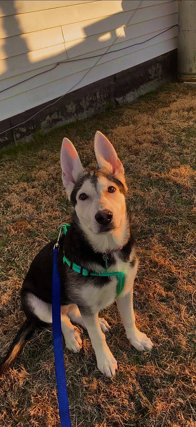 Diva joined the competition — help win amazing prizes! canidae, carnivore, collar, companion_dog, dog, dog_breed, dog_collar, dog_supply, fawn, fur, grass, leash, paw, pet_supply, recreation, snout, sporting_group, tail, whiskers, working_animal