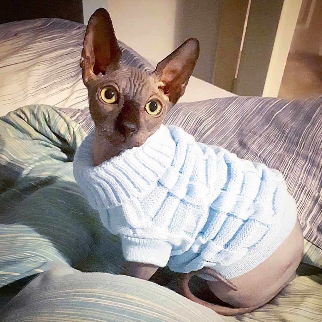 Neville joined the competition — help win amazing prizes! asian, carnivore, cat, cornish_rex, devon_rex, donskoy, felidae, kitten, mammal, peterbald, rex_cat, small_to_medium_sized_cats, sphynx, ukrainian_levkoy, vertebrate, whiskers