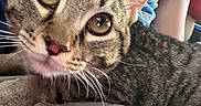 Mr. Thomas is registered to the contest to win money with this photo: animal, blue_shirt, cat, close_up, couch, curious, ears, eyes, face, feline, fur, indoor, nose, paw, person, pet, shirt, striped, tabby_cat, whiskers