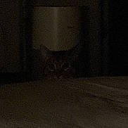 Mr. Thomas is registered to the contest to win money with this photo: animal, bed, cat, covert, cute, dark, ears, eyes, feline, furniture, grainy, hidden, indoor, low_light, mysterious, night, peeking, quiet, shadow, stealth